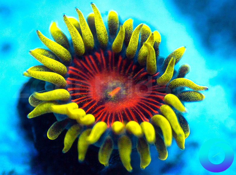 New Release: Electric Shocktopus