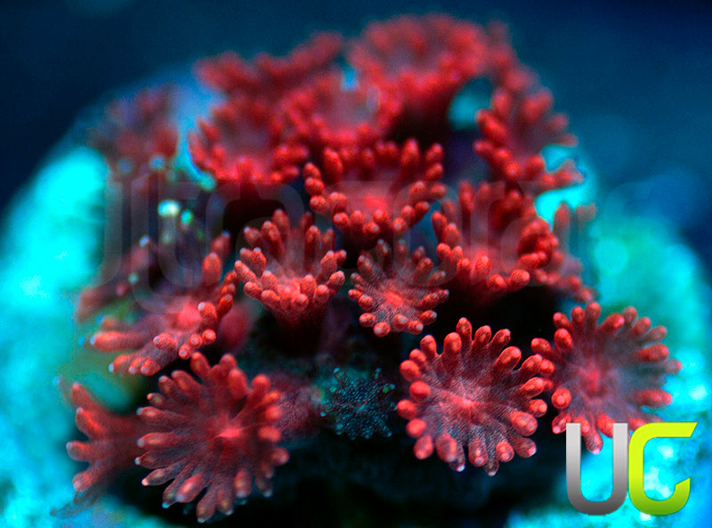 NEW RELEASE: UC Maroon Goon Micro Goni