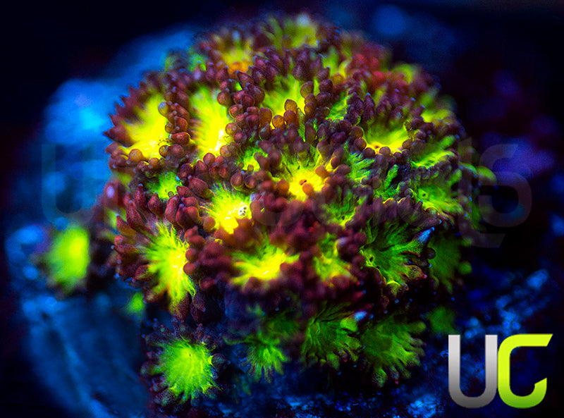 UC Party Starter Micro Goni