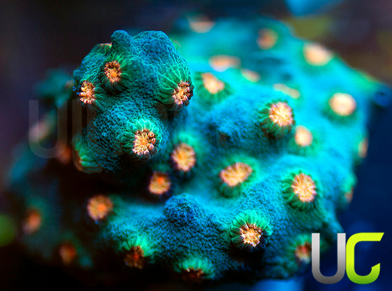 Meteor Shower Cyphastrea