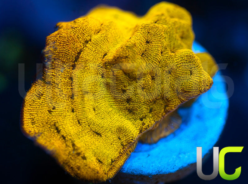 UC Golden Dragon Lepto