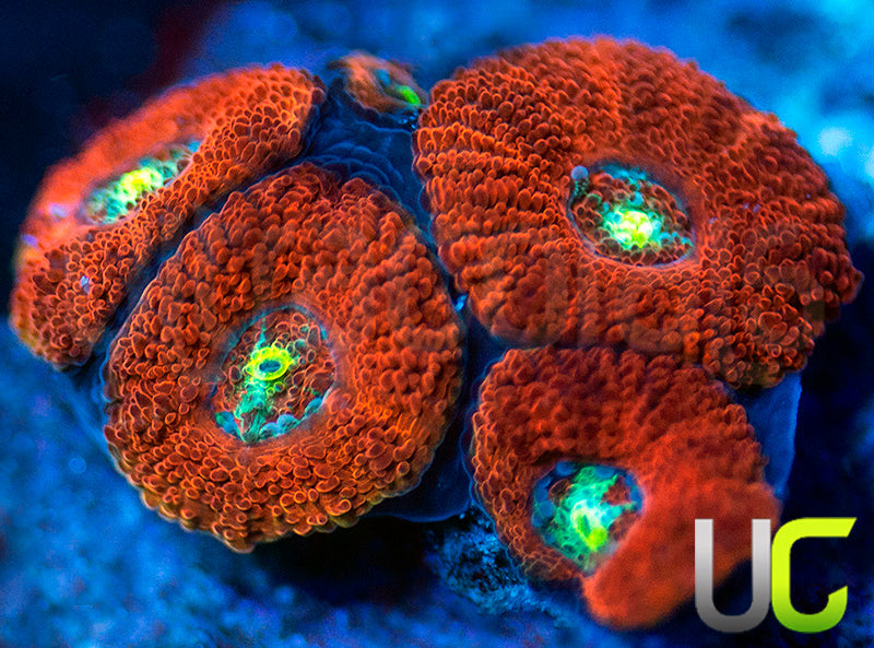 UC Red Ripper Micro Amakusensis
