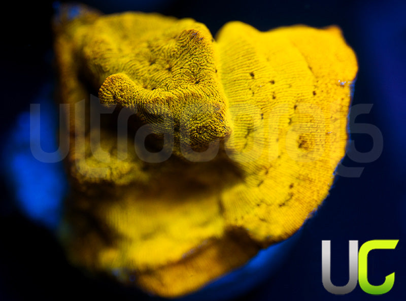 UC Golden Dragon Lepto