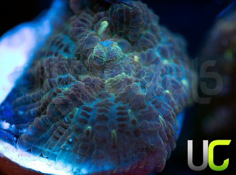 UC Purple Empress Mushroom