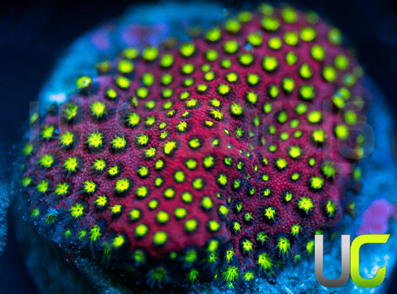 UC Raspberry Pie Stylo