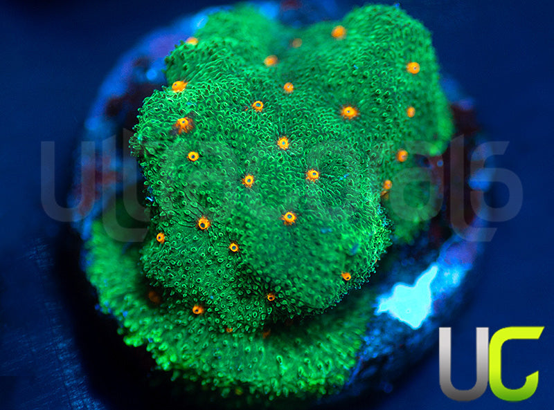 CC Smashing Pumpkins Psammocora