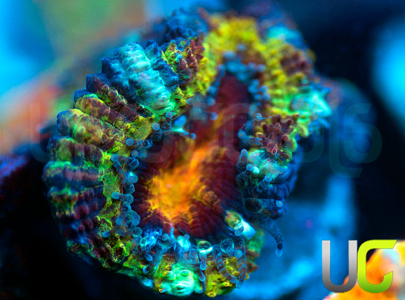 UC Battle Cry Micro Lord