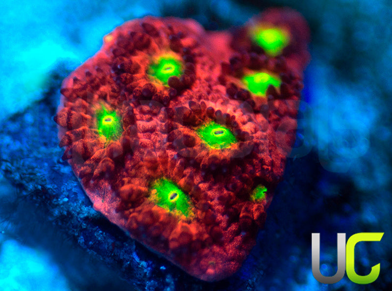 UC Sweet Tart Madracis