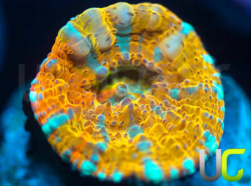 NEW RELEASE: UC Pina Colada Chalice