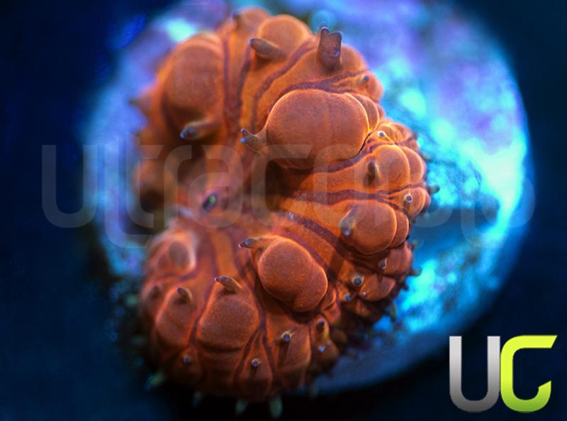 UC Primal Rage Bubble Blasto