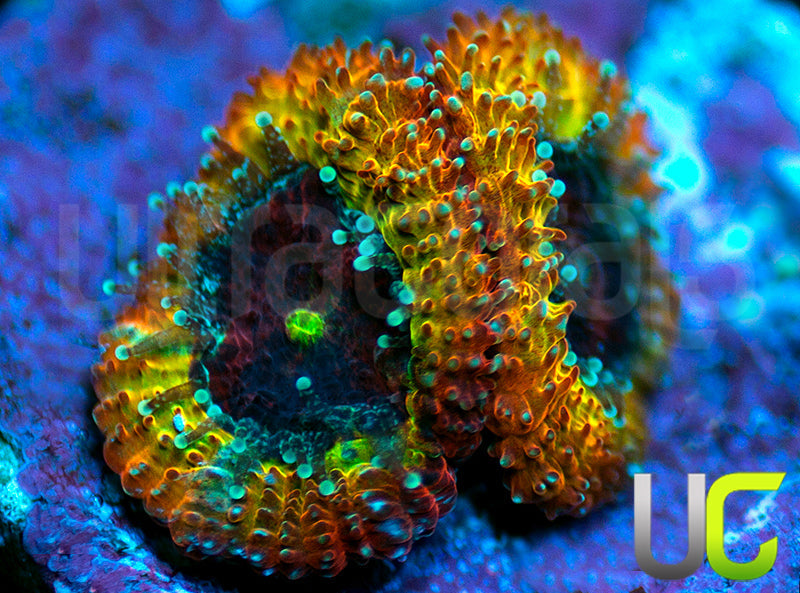 UC Sunfire Micro Amakusensis