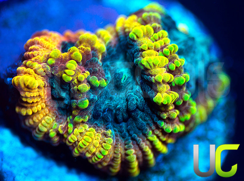 TGC Favia of the Gods