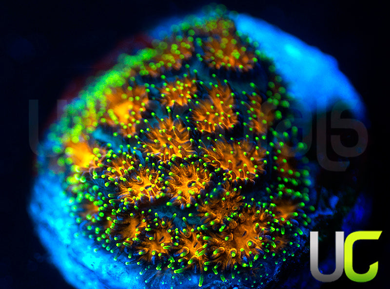 UC Lightning Tip Leptastrea