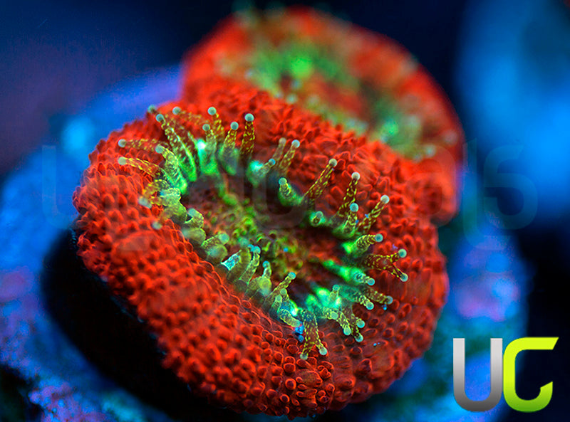 UC Dragon Slayer Micro Amakusensis