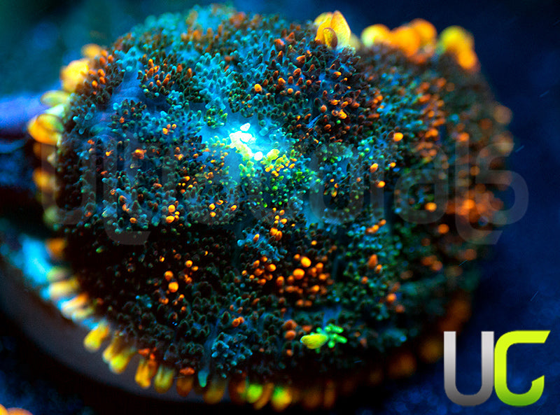 UC Octoberfest Mushroom