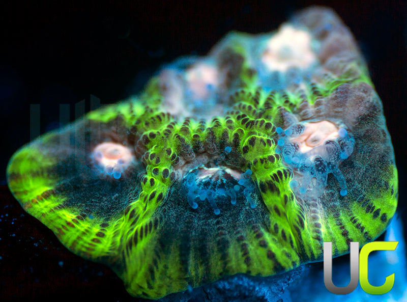 NEW RELEASE: UC Ankara Favia