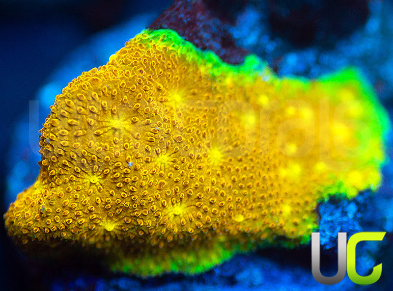 Yellow Yutz Psammocora