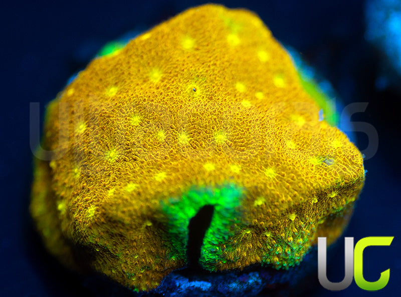 Yellow Yutz Psammocora