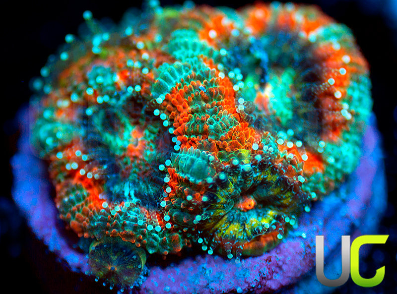 UC Carousel Micro Amakusensis