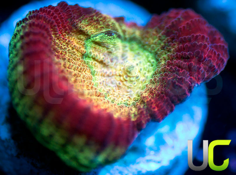 UC Red Rebel Goniastrea
