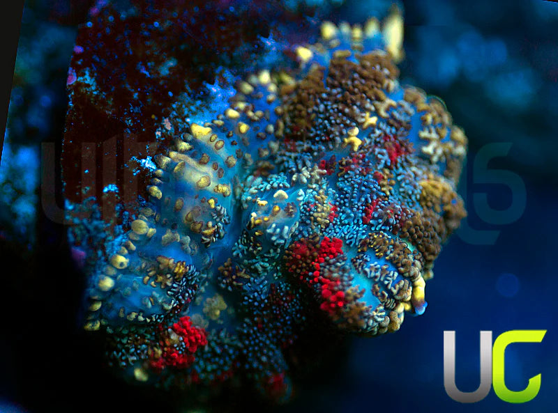 UC High Roller Mushroom