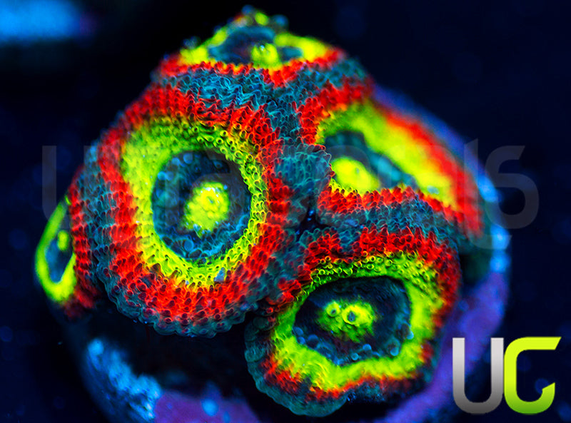 BigR Holy Grail Micro Amakusensis