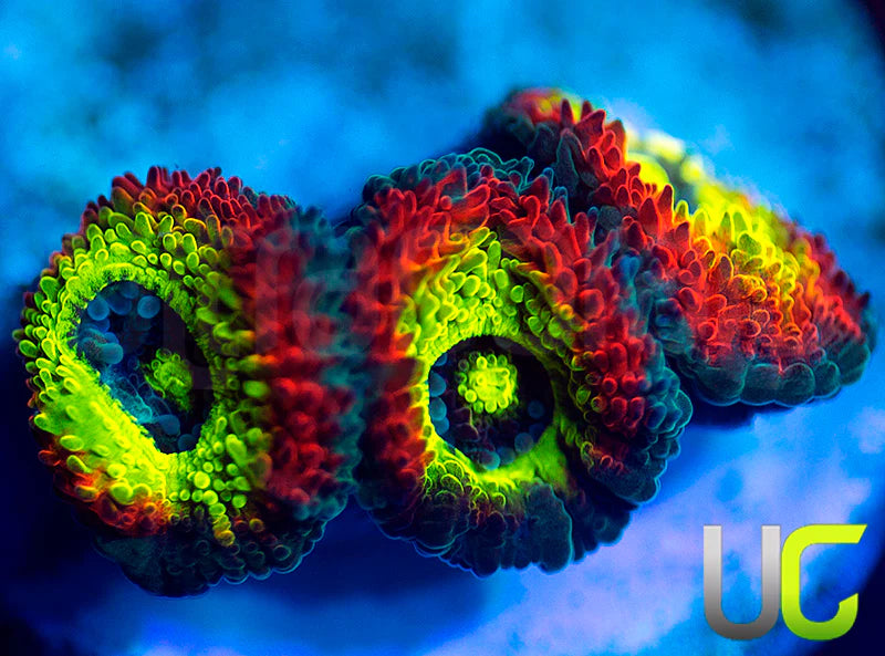 BigR Holy Grail Micro Amakusensis