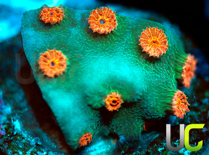 Meteor Shower Cyphastrea