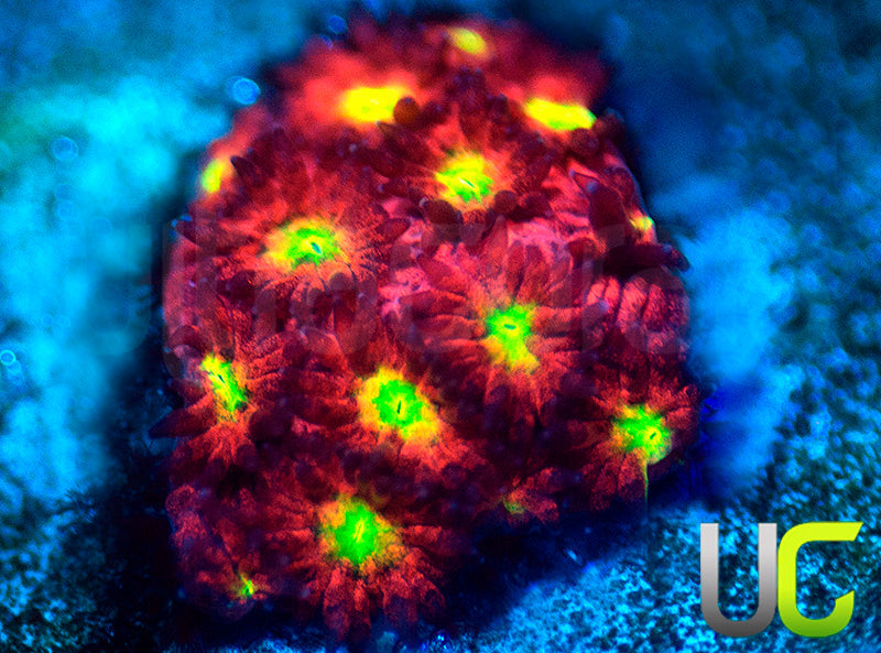 UC Sweet Tart Madracis