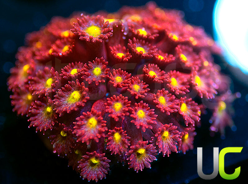 UC Party Crasher Micro Goni