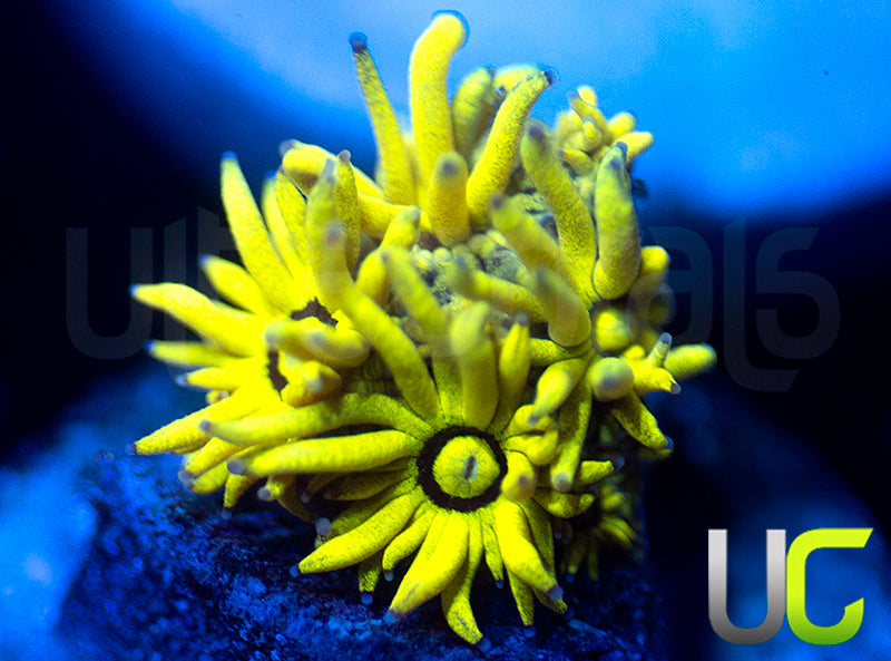 NEW RELEASE: UC Black Canary Goni