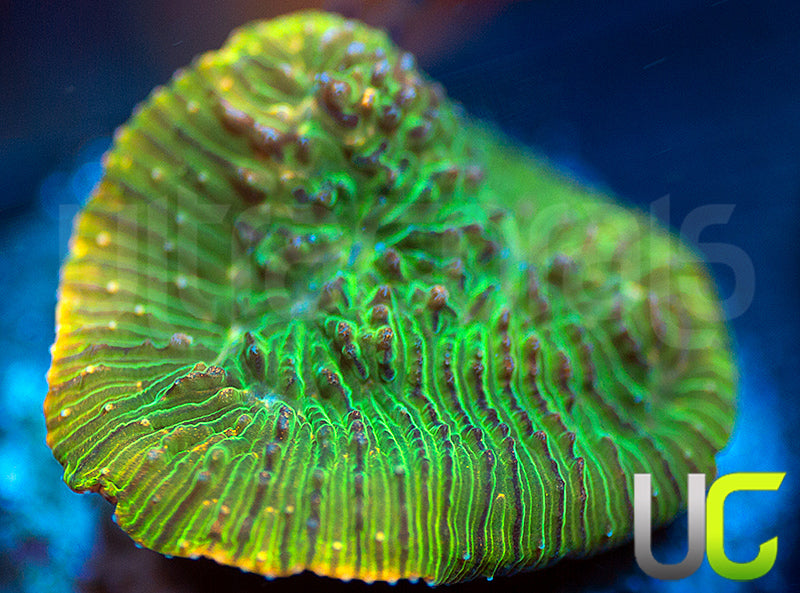 UC Headless Horseman Lepto