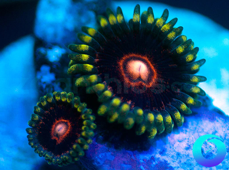 CB King Jawbreaker Hornets