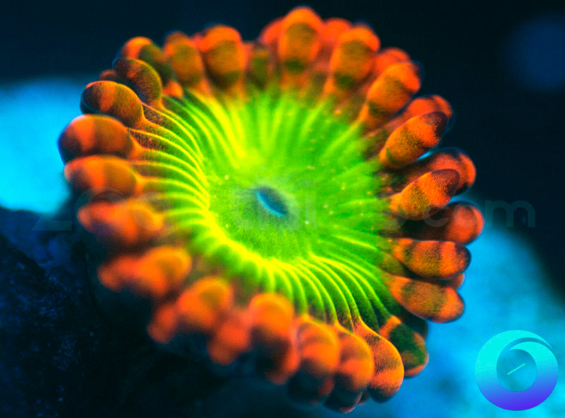 Electric Oompa Loompa