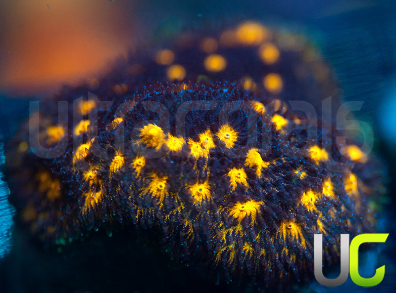 JF Outer Space Psammocora