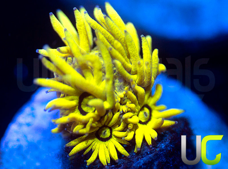 NEW RELEASE: UC Black Canary Goni