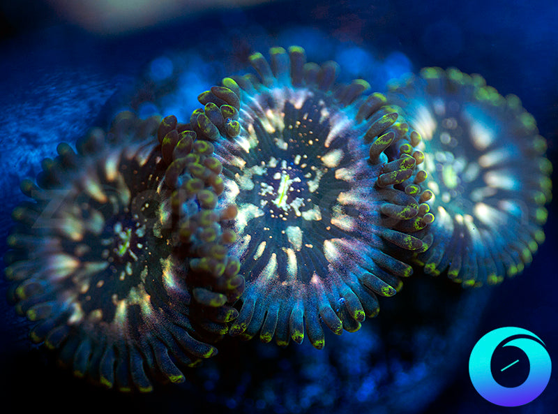 Hawaiian Ding Dang PE