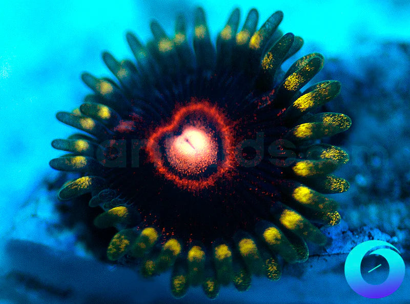 CB King Jawbreaker Hornet