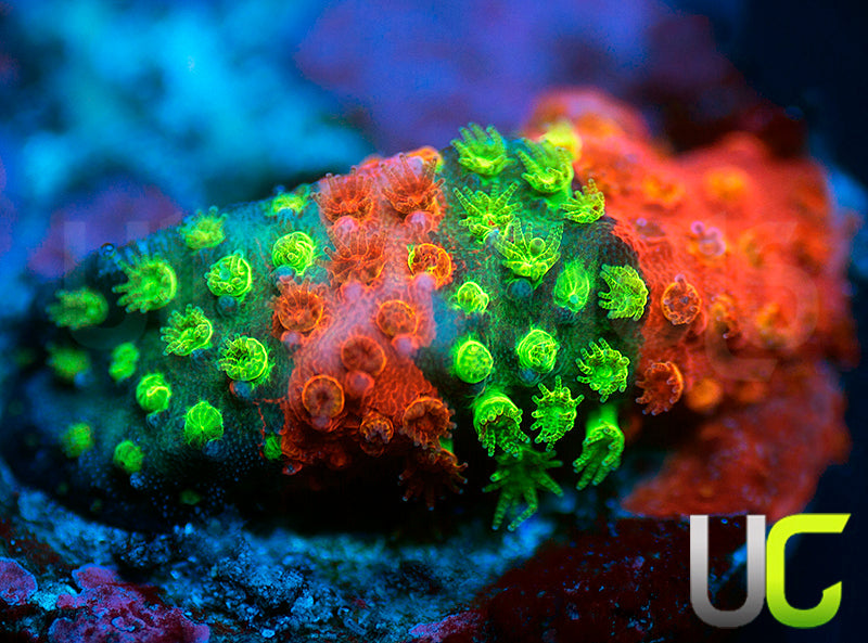 JF Candy Coated Stylo