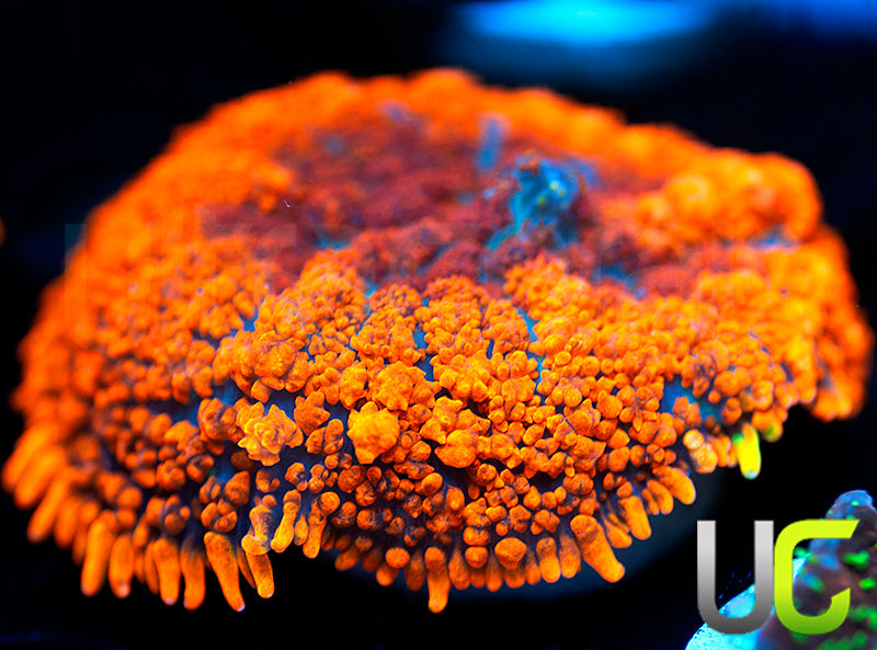 UC Hells Spells Mushroom