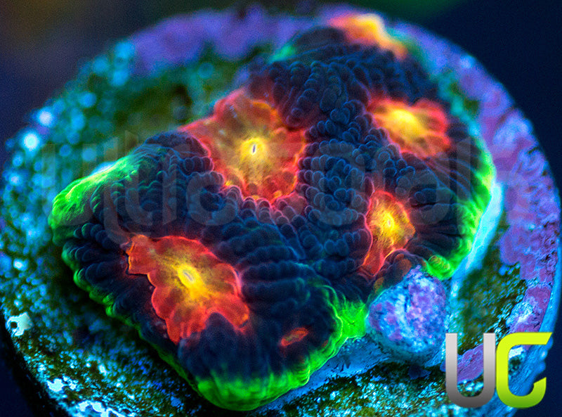 UC Ring Leader Favites