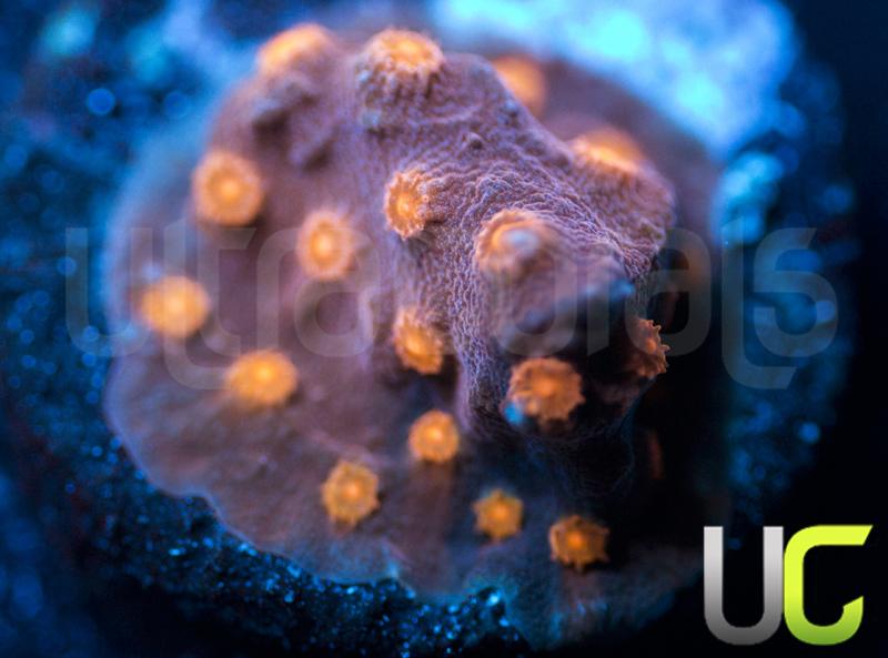 Mega Magenta Cyphastrea