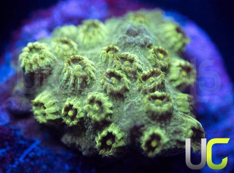 Forest Green Cyphastrea