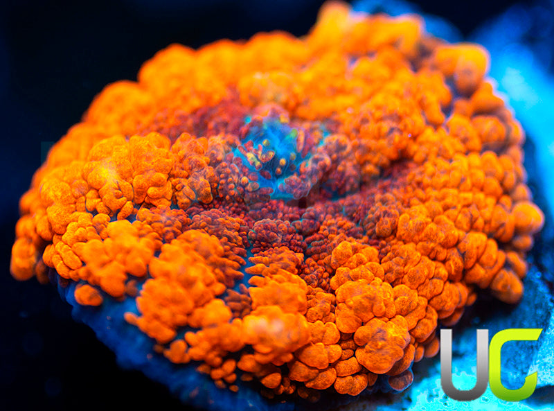 UC Hells Spells Mushroom