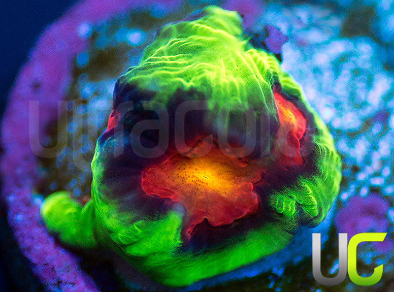 UC Ring Leader Favites