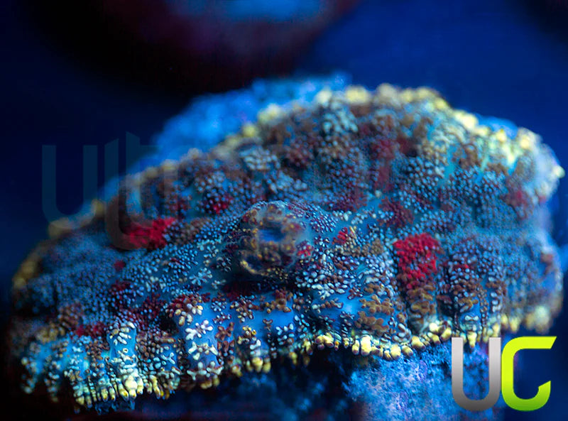 UC High Roller Mushroom