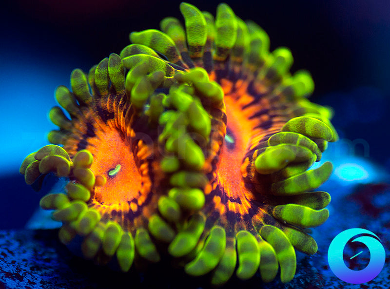 SBB Marvin the Martian