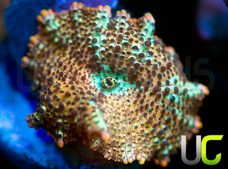 UC Lightning Leopard Mushroom