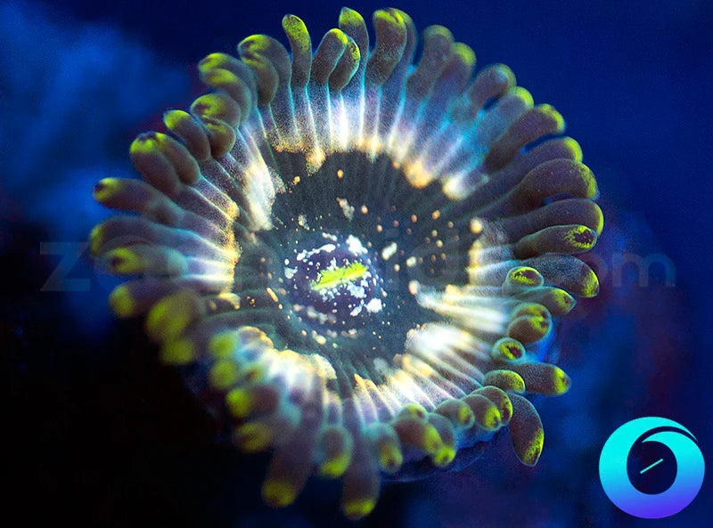 Hawaiian Ding Dang PE