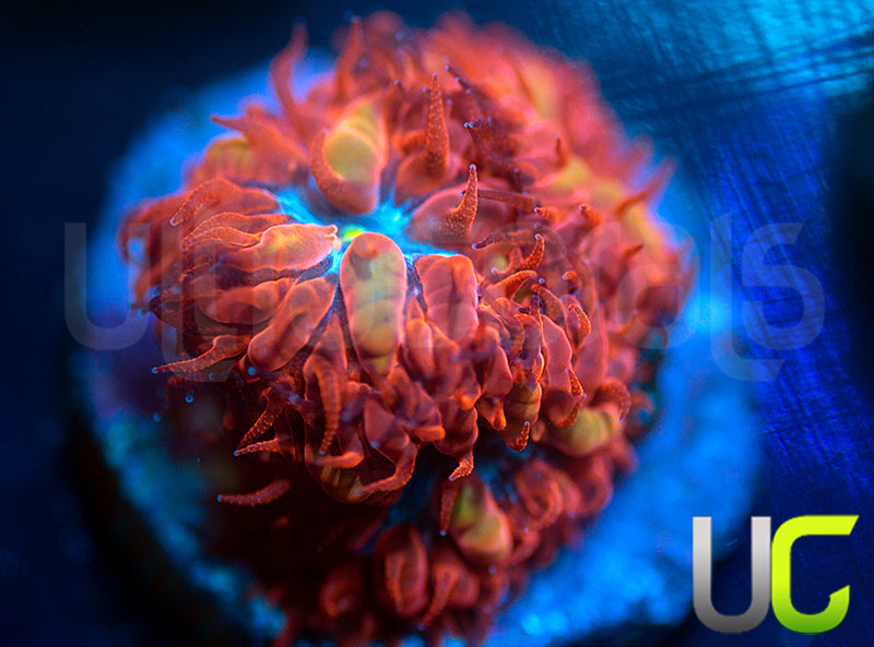 UC Blue Raven Blastos